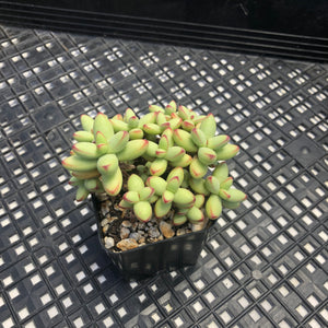 Crassula nudicaulis var. herrei