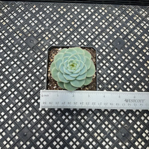 Echeveria ‘Red Velvet’