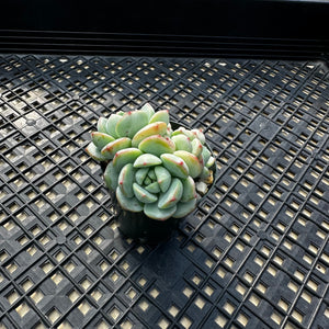 Sedeveria ‘Pudgy’