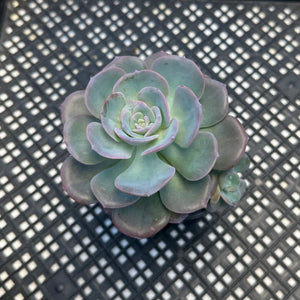 Echeveria cv ‘Camily’