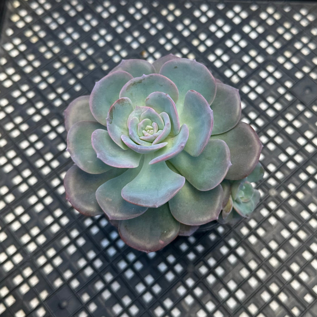 Echeveria cv ‘Camily’