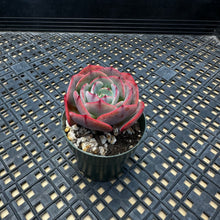 Load image into Gallery viewer, Echeveria ‘Muesli’