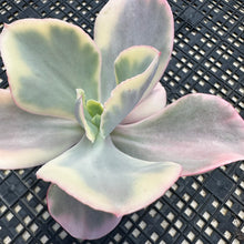Load image into Gallery viewer, Echeveria ‘Chantilli’ Variegated