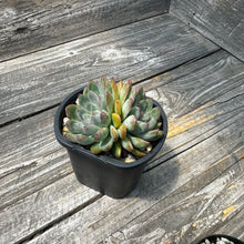 Load image into Gallery viewer, Echeveria ‘Mars’