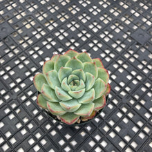 Load image into Gallery viewer, Echeveria ‘Fire Flower’