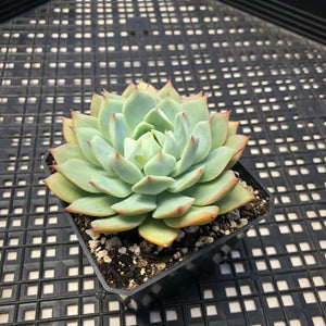 Echeveria ‘Prism’