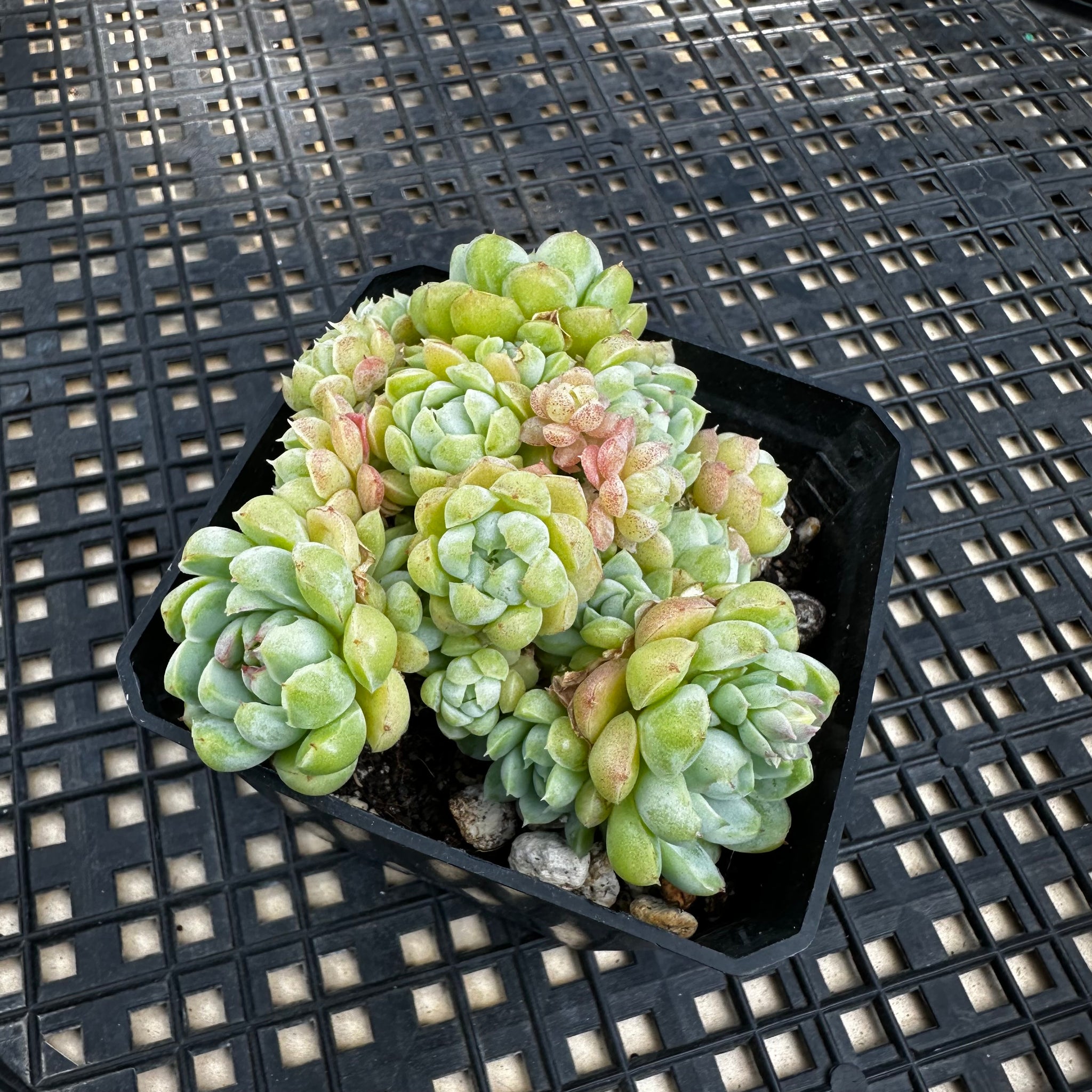 sugar succulents Echeveria 'Sugar Princess' – Chubby Leaf Succulents