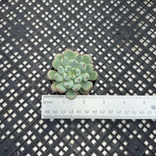 Load image into Gallery viewer, Echeveria amoena microcalyx