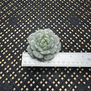 Sedeveria ‘Pudgy’ Variegated