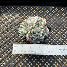 Load image into Gallery viewer, Echeveria sp.