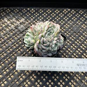 Echeveria sp.