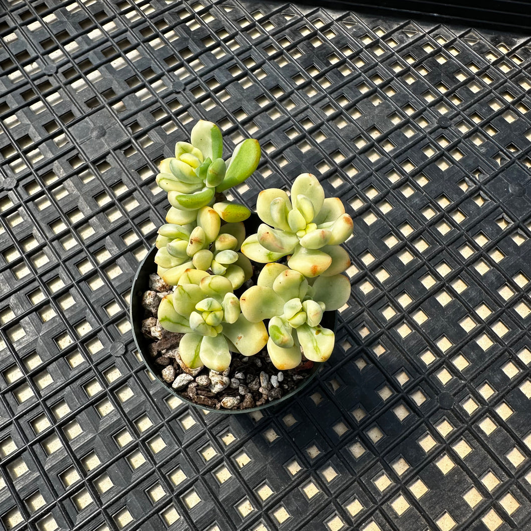 Echeveria macdougallii variegated  aka “sedoides“