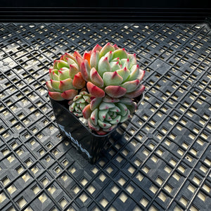 Echeveria Nanahukumini