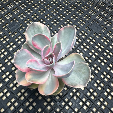 Echeveria ‘Rainbow’ Variegated