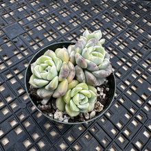 Load image into Gallery viewer, Echeveria Agavoides ‘Tinkerbell’ Variegated