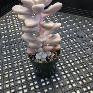 Gratopetalum ‘Ellen’