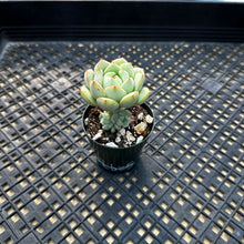 Load image into Gallery viewer, Echeveria Porima