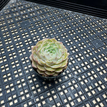 Load image into Gallery viewer, Echeveria cv ‘Onslow’