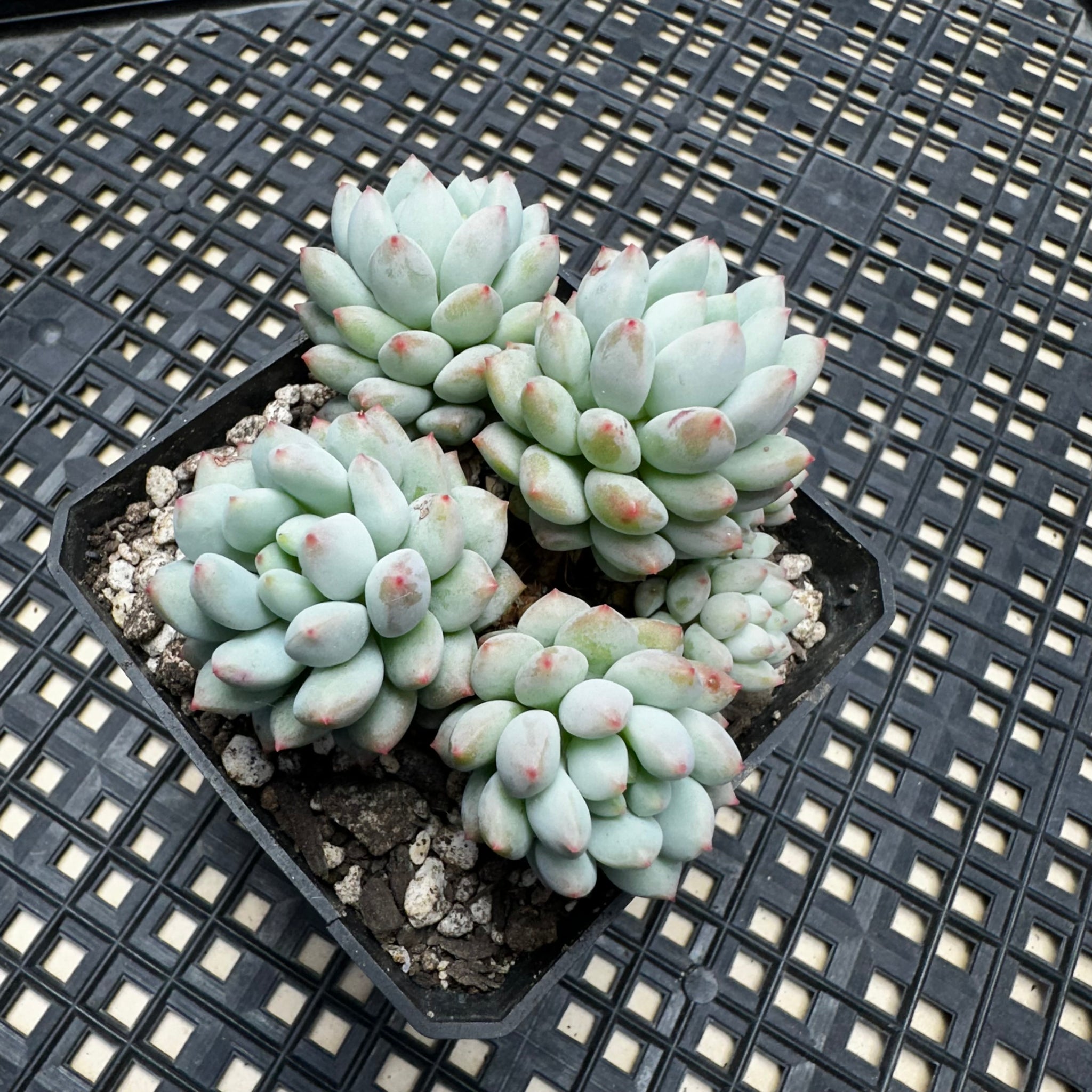 chubby succulents Echeveria 'Crown Ball' – Chubby Leaf Succulents