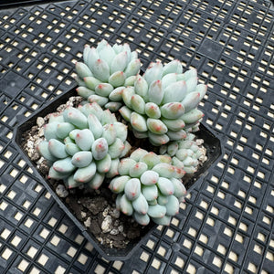 Echeveria ‘Crown Ball’
