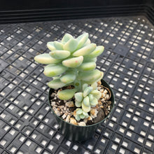 Load image into Gallery viewer, Sedum clavatum variegated