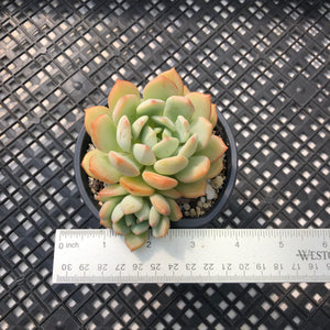 Graptoveria ‘A Grim One’