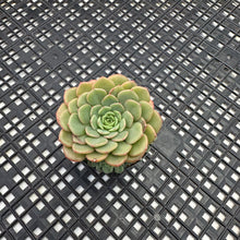 Load image into Gallery viewer, Echeveria ‘Sugar Baby’