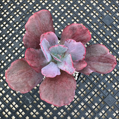 Echeveria ‘Dreams and Fantasy’ Variegated