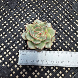 Echeveria ‘Esther’ Variegated