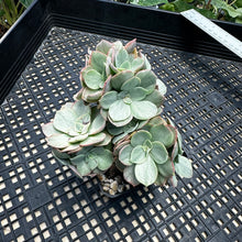 Load image into Gallery viewer, Echeveria ‘Suyon’ variegated