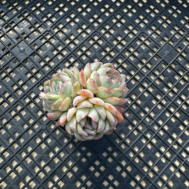Echeveria ‘Hanatsukiyo’