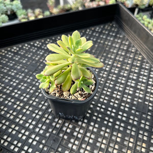 Echeveria ‘Minibelle’ Variegated