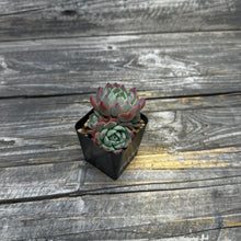 Load image into Gallery viewer, Echeveria Nanahukumini