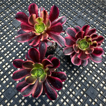 Load image into Gallery viewer, Aeonium ‘Wheels of Captivation’