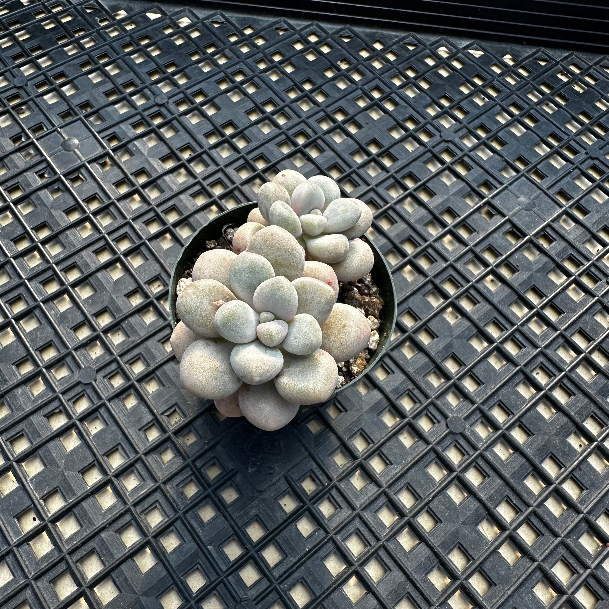 ellen succulent Gratopetalum 'Ellen' – Chubby Leaf Succulents