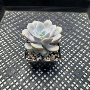Echeveria  ‘Pixie’