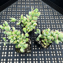 Load image into Gallery viewer, Cotyledon pendens
