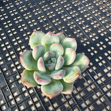 Load image into Gallery viewer, Echeveria ‘Chubby Lips’