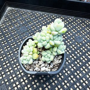 Sedum treleasei