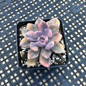 Graptoveria ‘Debbie’ Variegated