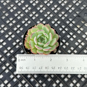Echeveria C'est Si Bon