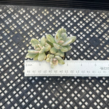 Load image into Gallery viewer, Pachyveria Pachyphytodies Variegated