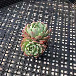 Echeveria Nanahukumini