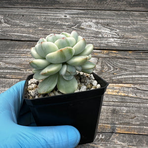 Sedeveria ‘Pudgy’ Variegated