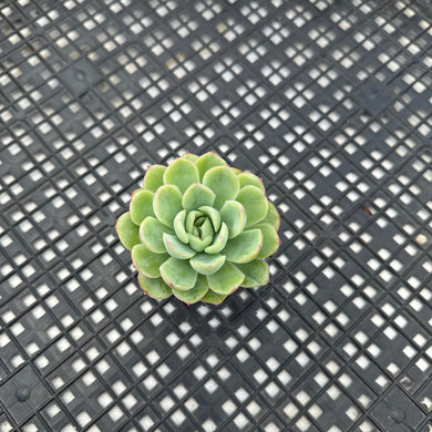 Echeveria ‘Lime Pink’