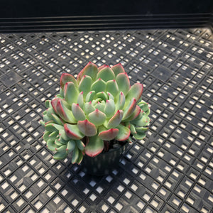 Echeveria Nanahukumini