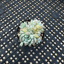 Load image into Gallery viewer, Echeveria ‘Pink Bright’