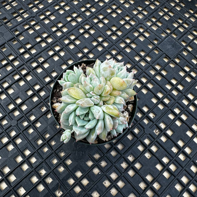 Echeveria ‘Pink Bright’