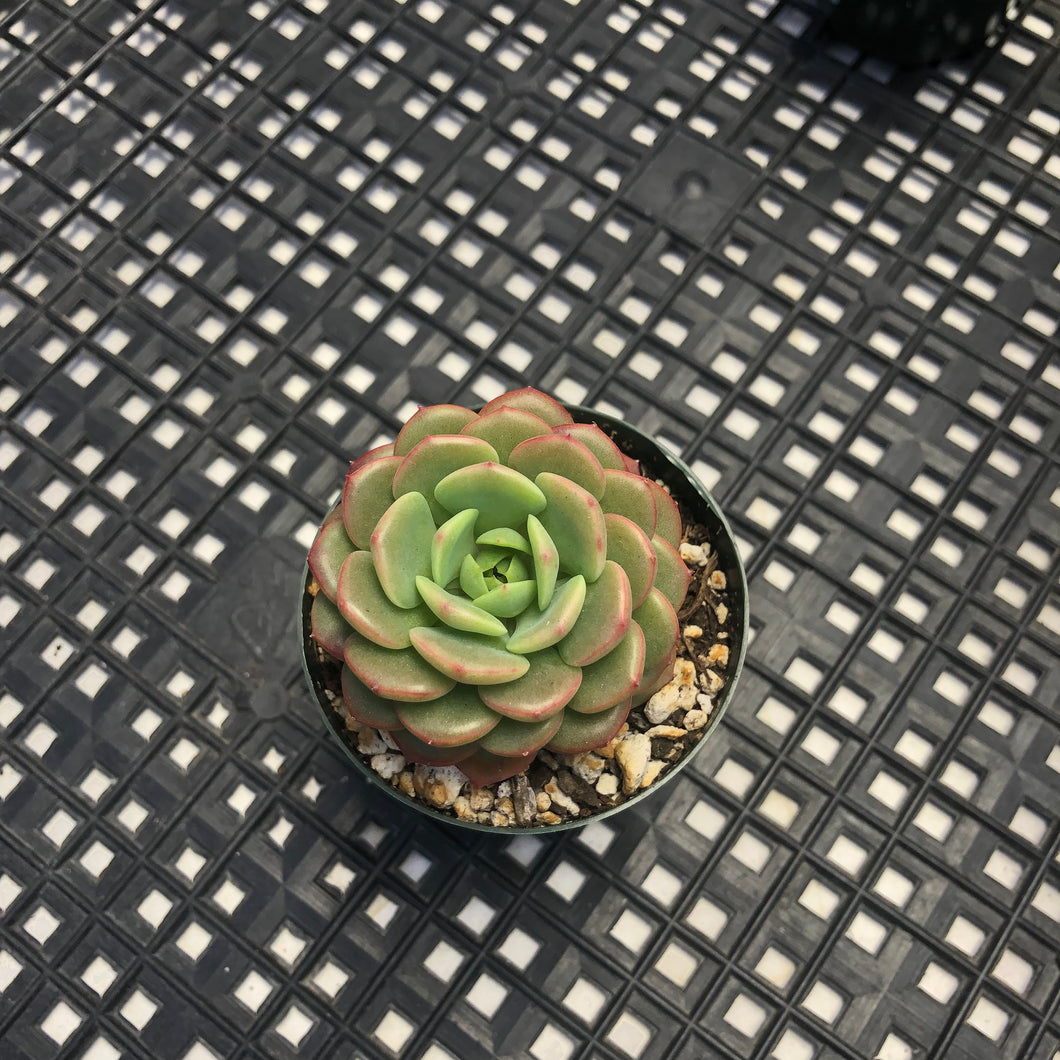 Echeveria ‘Sugar Baby’