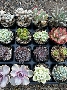 #ER-F34 Assorted 2-2.5” premium succulents. Echeveria, Crested, Crassula, Graptoveria, Sedum, Variegated